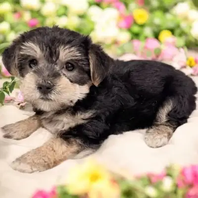 Adorable Tiny Toy Female Morkie Ready Today For Pickup, View more