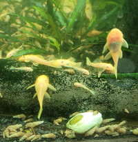 Lemon Pleco Fish