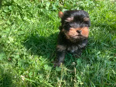 * Vet checked, ready to go* On June 23rd after they see the vet, No vaccinations but dewormed , vet...