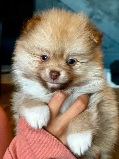 Pomeranian Puppy:  Meet JACK  ;0, View more
