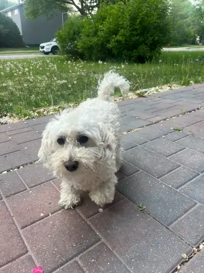 Toy poodle, View more