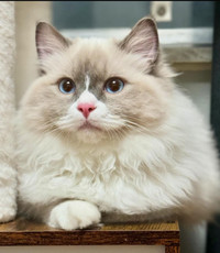 Pure bred male Ragdoll kitten-6 months old 