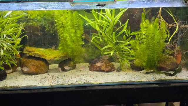 giant hygro plant & hornwort in Fish for Rehoming in Winnipeg - Image 4