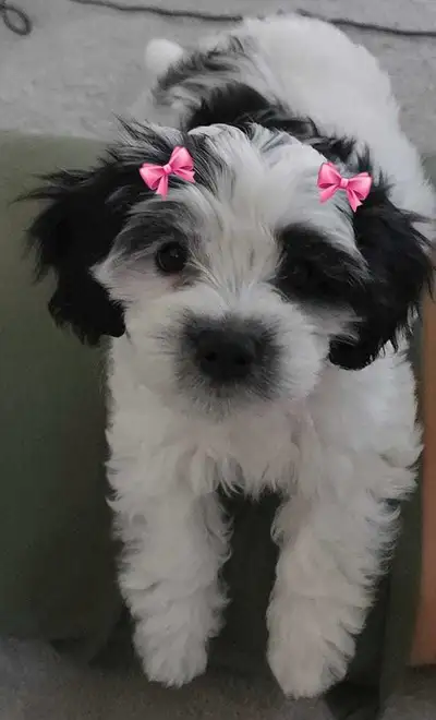 poppies baby Girl, View more