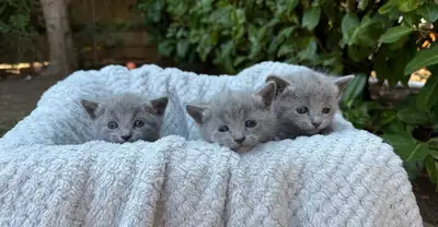 Purebred Hypoallergenic Russian Blue Kittens, View more