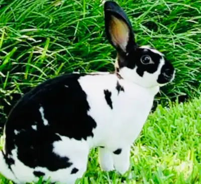 All Small Critters are Welcome! Budget Friendly Professional level Pet Sitting at fair rates: For on...