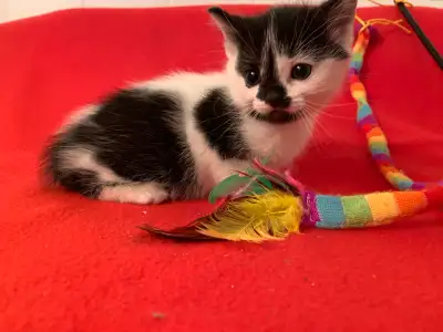 Adorable chaton femelle noir et blanc à la recherche d'un foyer aimant! Cette petite boule de poils...