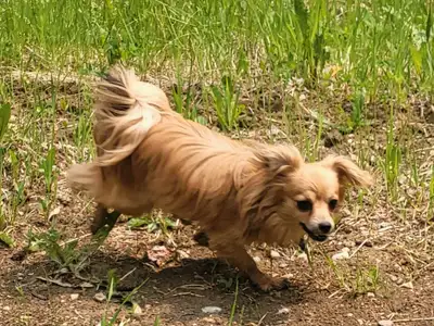 Gorgeous Chihuahua Boys, View more