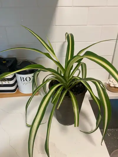 Spider Plant, View more