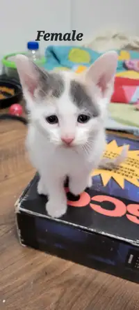 Adorable Kitten Needing A Home!