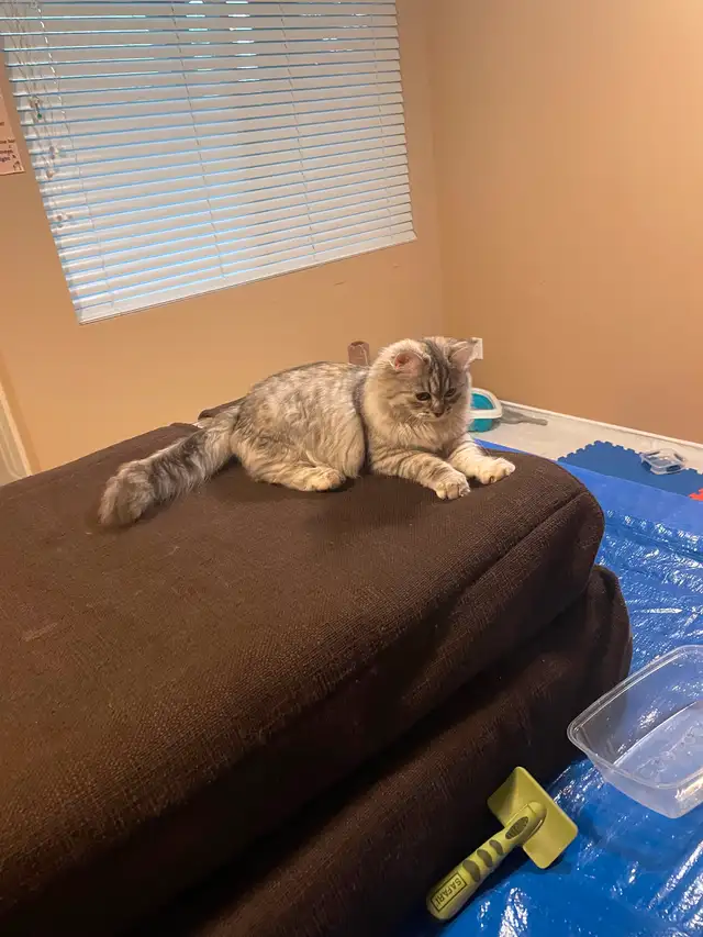 Adorable 1 year old Siberian Cat
