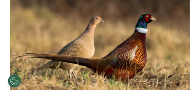 Ring Neck Pheasant Chicks, View more