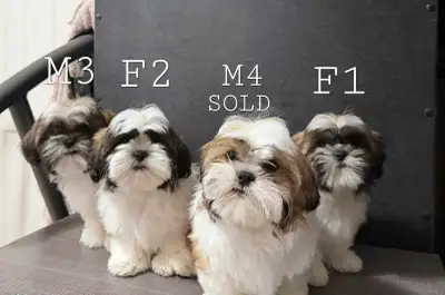 Shih tzu puppies (January 1, 2026), View more