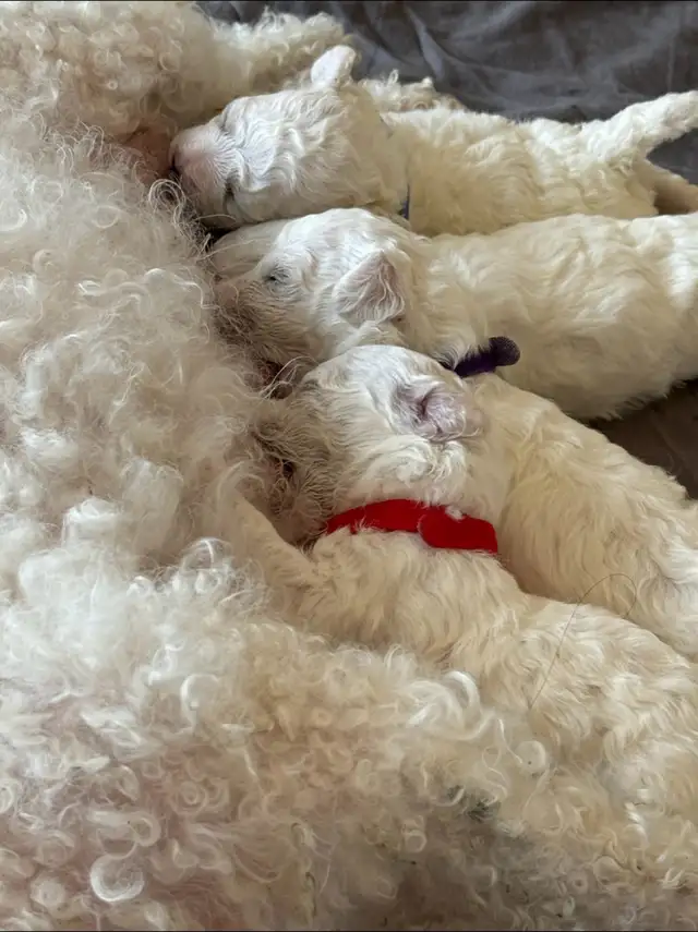 Adorable pur bichon frise puppies look for new home in Dogs & Puppies for Rehoming in Winnipeg - Image 11