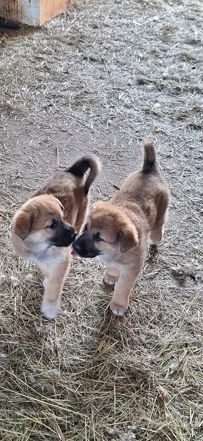 German shepherd cross puppies for sale, View more