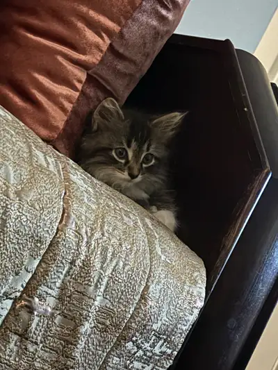 Chaton a vendre, View more