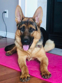 3-year old family-friendly German Shepherd for adoption