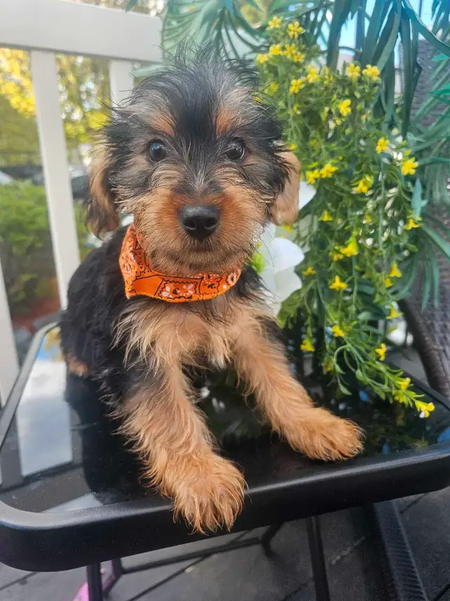 Magnifique yorkshire pure race *** personne  serieuse*** in Dogs & Puppies for Rehoming in City of Montréal - Image 8