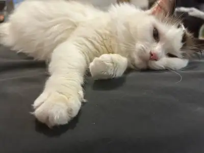 Ragdoll cat rehoming, View more