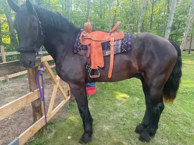 17h percheron, View more