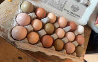 Farm Fresh Eggs!