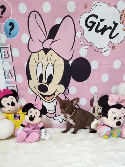 TINY TOY CKC REGISTERED CHOCOLATE PUPPY EXCELLENT PEDIGREE, View more