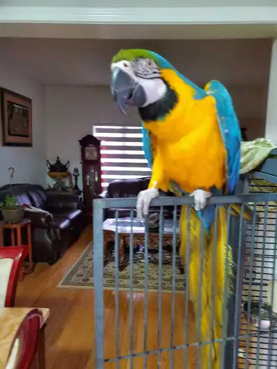 Young breeder BLUE ABD GOLD MACAW MALENOT TAME), View more