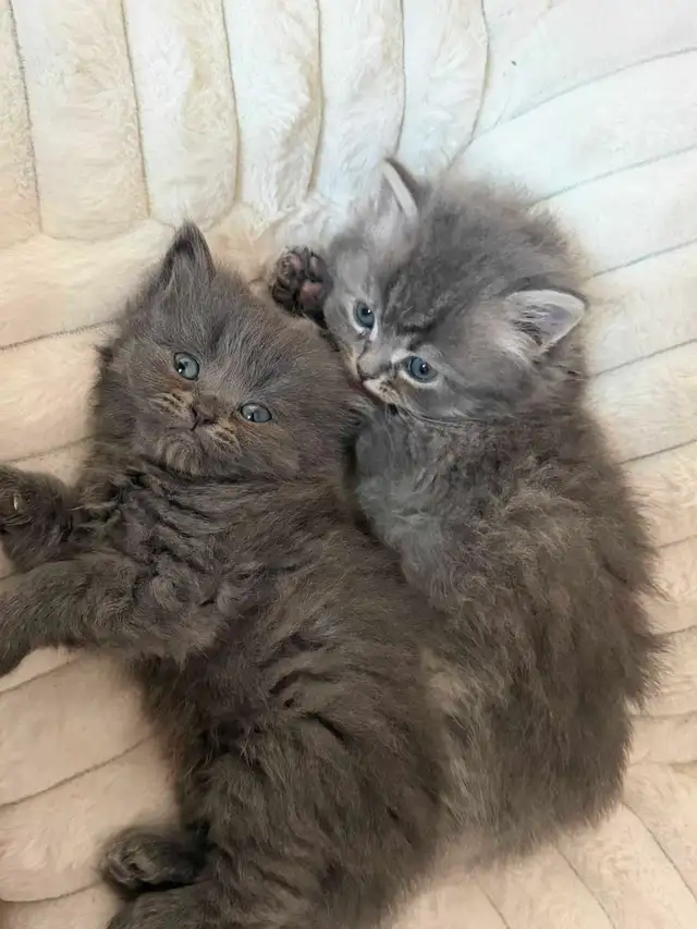 Persian ragdoll kittens in Cats & Kittens for Rehoming in Delta/Surrey/Langley - Image 11