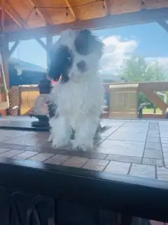 ShihPoo X female  Vet check  non shedding, View more