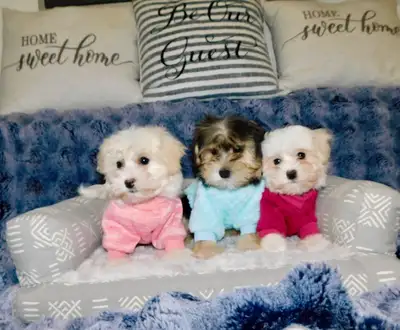 Tiny ToyMorkie puppies, View more