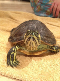 Red Belly Slider Turtle + his foods!!!! For sale 
