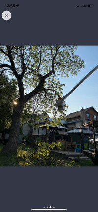 Tree Removals and Pruning