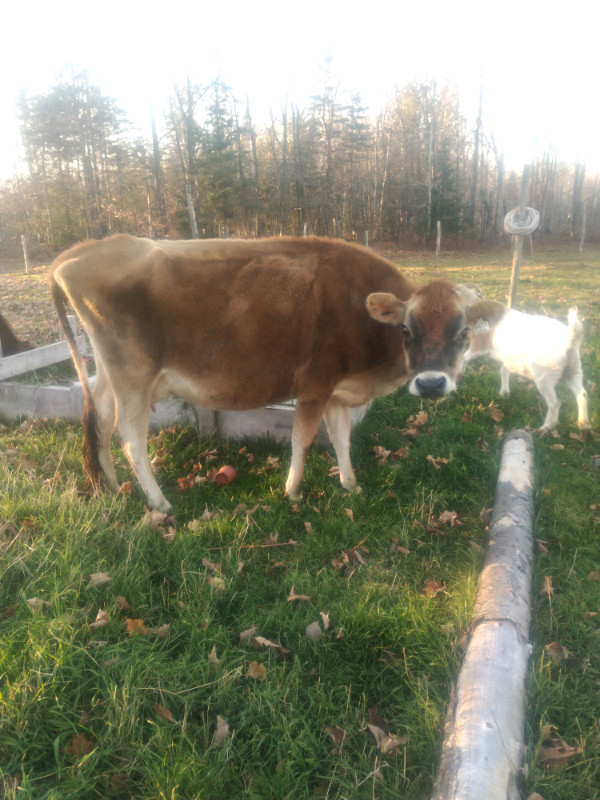 Vache Jersey a vendre | Animaux de ferme | Lévis | Kijiji