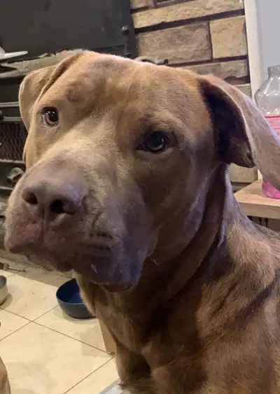 I am rehoming my dog, he is a large breed and very friendly, but I am no longer able to care for him...