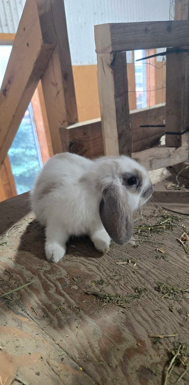 Male Holland Lop Bunny in Small Animals for Rehoming in Kitchener / Waterloo - Image 3