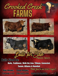 Simmental bulls for sale