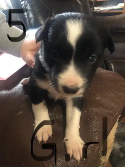 black and white boarder collie puppies, View more