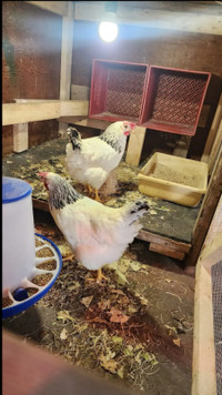 8 week old Columbian chicks for sale