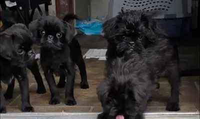 Brussels Griffin pups, View more