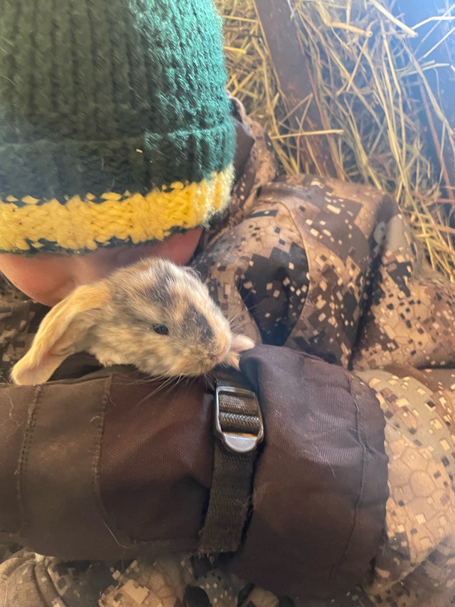 english lops in Livestock in North Bay