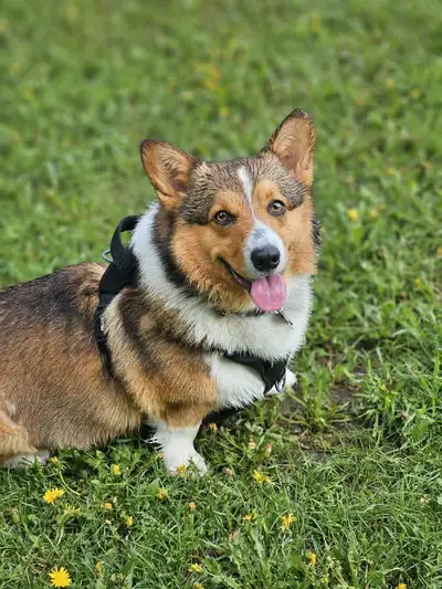 Pembroke Welsh Corgi, View more