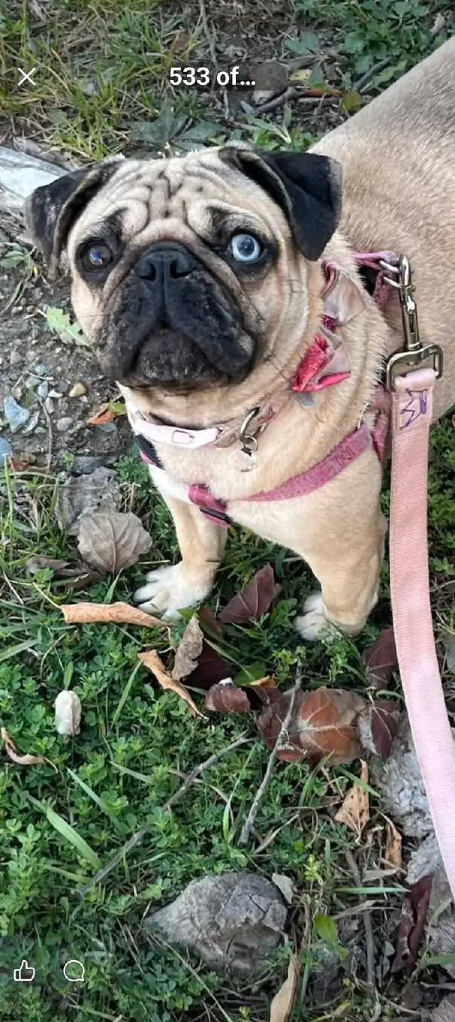 Quality Home Raised Pug Puppies in Dogs & Puppies for Rehoming in City of Toronto - Image 8