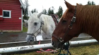 horse companion/groomer/rider/feeder/stall cleaner, View more
