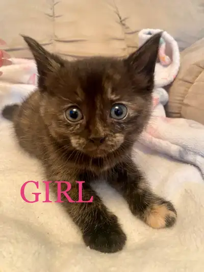 2 Adorable Kittens For Sale, View more