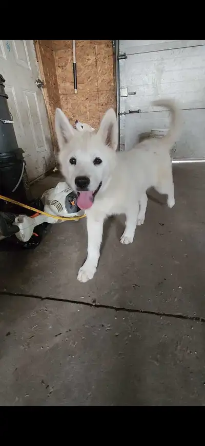 husky puppie, View more