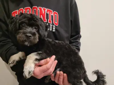 Puppies  for  sale  Chihuahua  cross  Maltese, View more