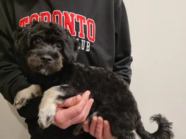 Puppies  for  sale  Chihuahua  cross  Maltese in Dogs & Puppies for Rehoming in Kitchener / Waterloo - Image 2