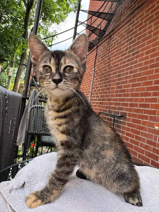 Bengal kittens mix in Cats & Kittens for Rehoming in City of Montréal - Image 9