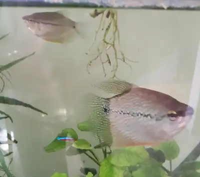 Poissons gourami perlé, View more