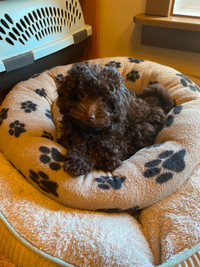 CKC Registered Toy Poodle Puppies